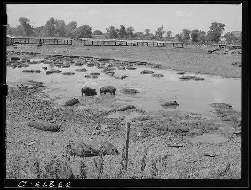 Hog pen and wallow adjacent to city dump. Oklahoma City, Oklahoma. Man who owns hogs rents land from city and also the privilege of feeding them from dump. Near Mays Avenue camp. Oklahoma City, Oklahoma