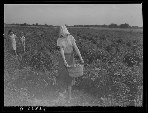 Untitled photo, possibly related to: Daughter of tenant farmer living near Muskogee, Oklahoma, picking tomatoes. Refer to general caption number 20