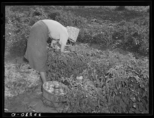Daughter of tenant farmer living near Muskogee, Oklahoma, picking tomatoes. Refer to general caption number 20