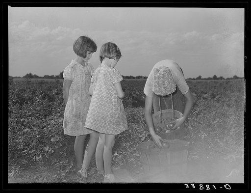 Untitled photo, possibly related to: Daughter of tenant farmer living near Muskogee, Oklahoma, picking tomatoes. Refer to general caption number 20