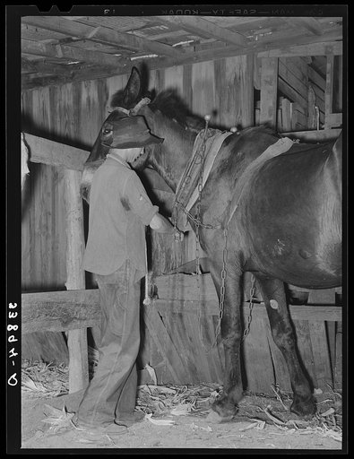 Son of tenant farmer harnessing horse near Muskogee, Oklahoma. See general caption no. 21