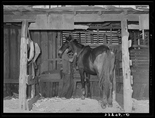 Son of tenant farmer harnessing horse near Muskogee, Oklahoma. See general caption no. 21