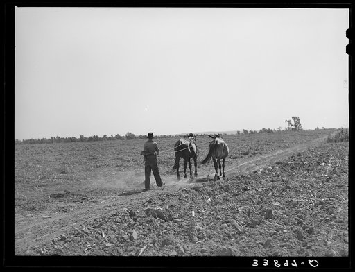 Son of tenant farmer going to the field with mules. Muskogee, Oklahoma. See general caption number 20