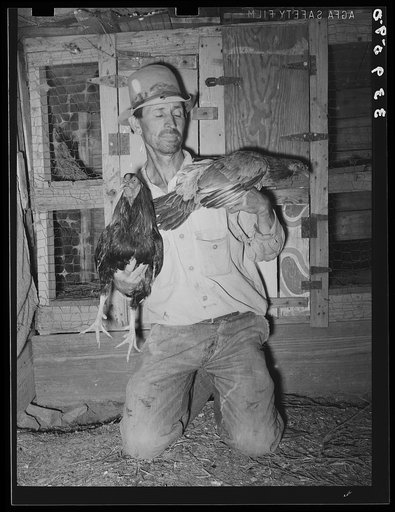 Resident of community camp with his fighting cocks, his hobby. Oklahoma City, Oklahoma. See caption no. 21