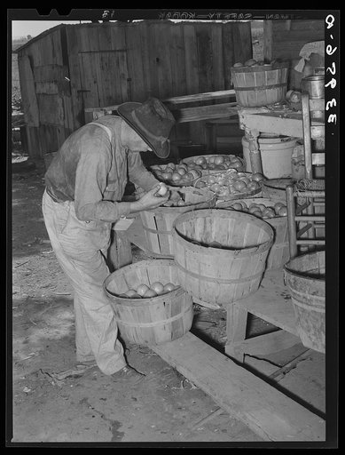 Untitled photo, possibly related to: Tenant farmer picking over tomatoes which will go to market at Muskogee, Oklahoma. See general caption 20