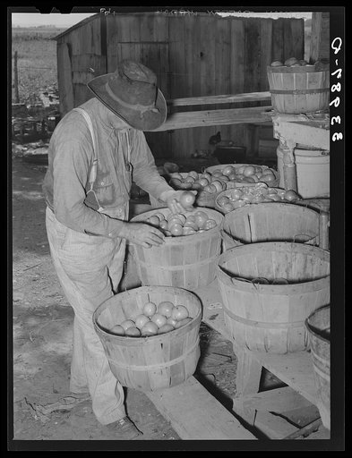 Tenant farmer picking over tomatoes which will go to market at Muskogee, Oklahoma. See general caption 20