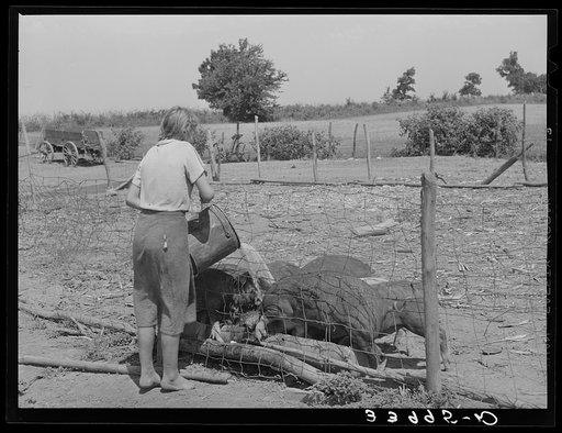 Daughter of tenant farmer feeding the hogs near Muskogee, Oklahoma. See general caption 20