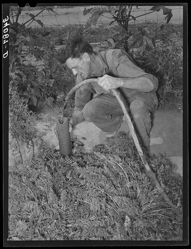 Mr. Schoenfeldt, FSA (Farm Security Administration) client, watering tile garden. Sheridan County, Kansas. This garden has provided him vegetables throughout the summer