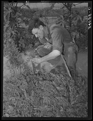 Untitled photo, possibly related to: Mr. Schoenfeldt, FSA (Farm Security Administration) client, watering tile garden. Sheridan County, Kansas. This garden has provided him vegetables throughout the summer