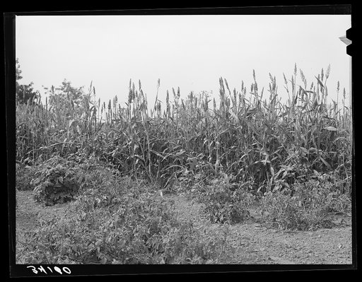 Kaffir corn is used as a windbreak for gardens in Sheridan County, Kansas