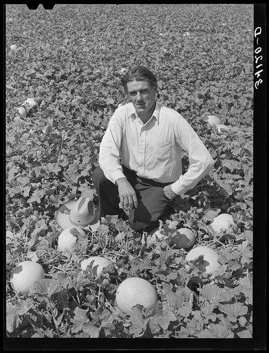 Ernest W. Kirk Jr., FSA (Farm Security Administration) client, amidst the honeydew melons which he is raising on his farm this year. Near Ordway, Colorado