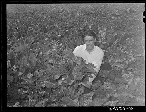 Ernest W. Kirk Jr., FSA (Farm Security Administration) client, squatting in a field of sugar beets which he is raising on his farm near Ordway, Colorado