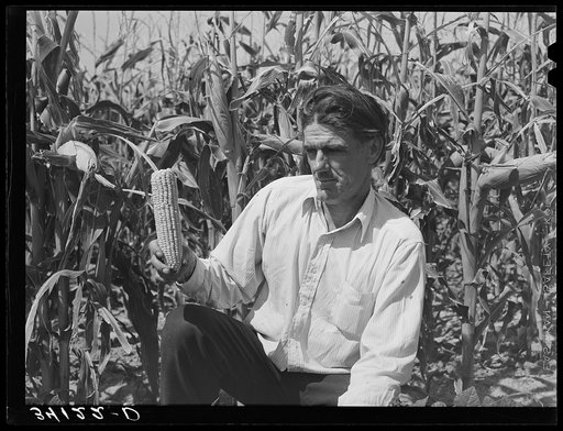 Ernest W. Kirk Jr., FSA (Farm Security Administration) client, with ear of corn which he raised on his farm near Ordway, Colorado. This is hybrid corn