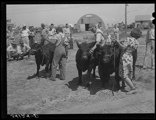 Displaying prize bulls at 4-H fair. Sublette, Kansas
