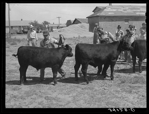 Yearling bulls being displayed at 4-H fair. Sublette, Kansas