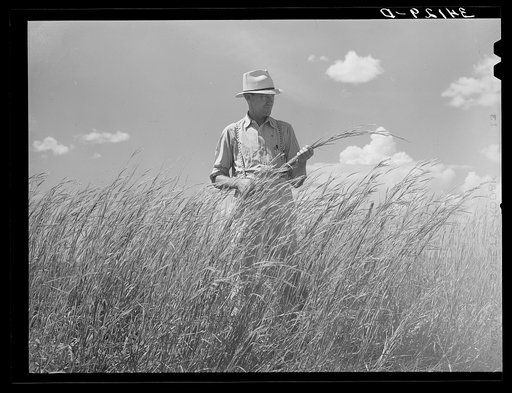 FSA (Farm Security Administration) supervisor, Baca County, Colorado, standing amidst some of the grass which was native to this section before the plow came along