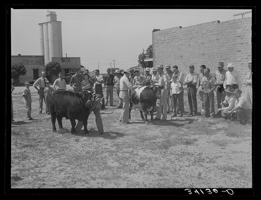 Judging cattle. 4-H fair, Sublette, Kansas