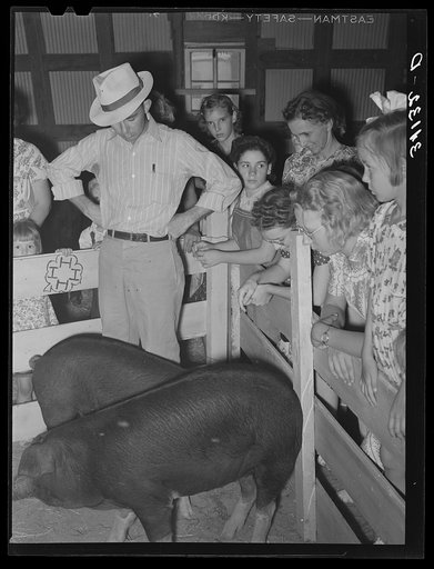 Judging pigs with spectators looking on at 4-H fair. Sublette, Kansas