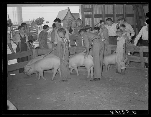 Displaying pigs. 4-H fair, Sublette, Kansas