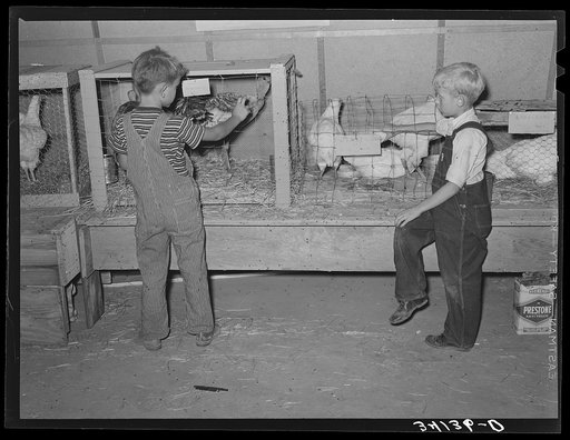 Children looking at poultry on display at 4-H fair. Sublette, Kansas
