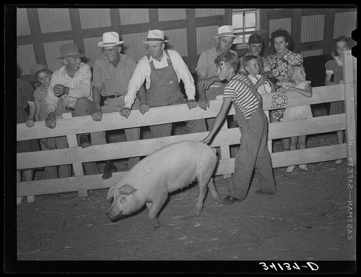 Scene at 4-H show and fair at Sublette, Kansas