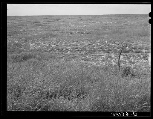 Some of the native grass of Baca County, Colorado. Beyond the fence is grazed land approaching the overgrazed stage