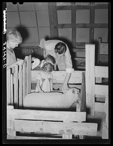 Farmer and two children looking at a lamb in a pen at 4-H fair. Sublette, fair