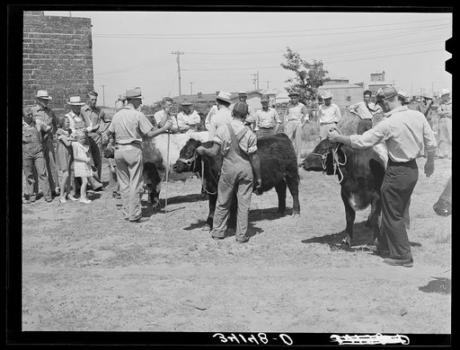 Yearling bulls being displayed at 4-H club fair. Sublette, Kansas