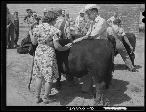 County agent from adjoining county. Judging yearling bull at 4-H fair. Sublette, Kansas