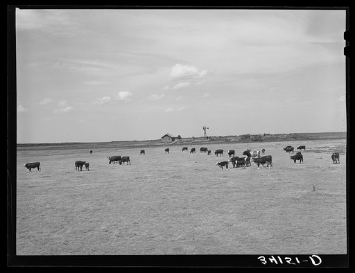 Scene on the range of the Bosley reorganization unit. Baca County, Colorado