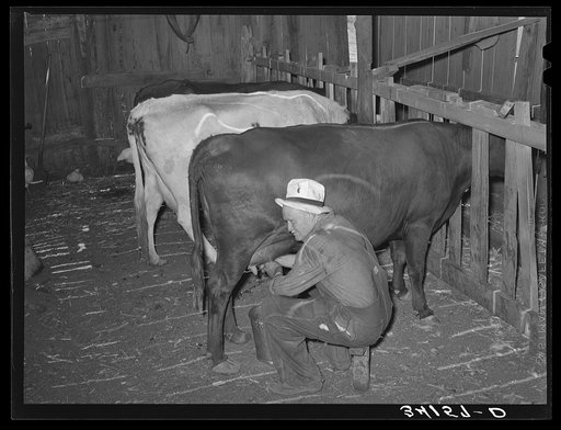 Mr. Bosley milking his dual-purpose cows on his farm. Baca County, Colorado