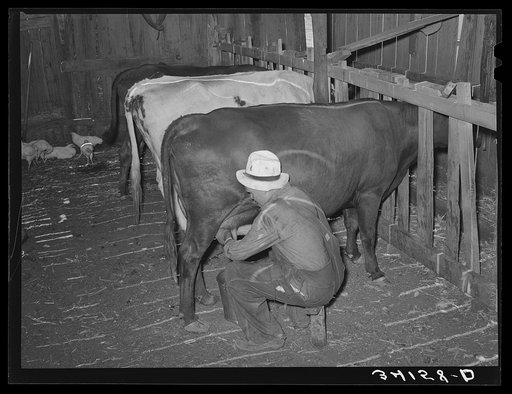 Untitled photo, possibly related to: Mr. Bosley milking his dual-purpose cows on his farm. Baca County, Colorado