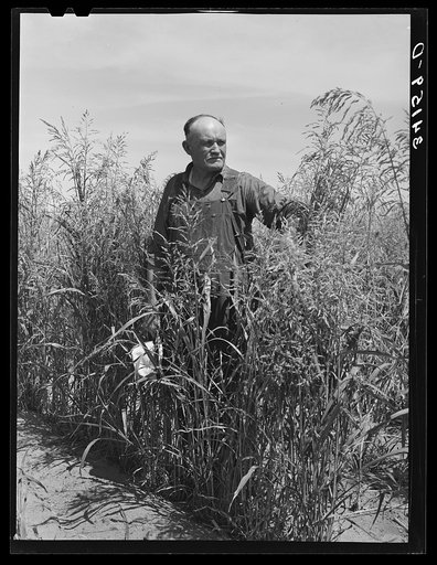 Mr. Bosley of the reorganization unit standing in a field of sudan grass on his farm in Baca County, Colorado. This grass is one of the best cover crops which can be grown in this region in order to bring it back from its present stricken stage due to dust storms