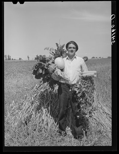 Fruits of the soil on farm of Ernest W. Kirk Jr. ,FSA (Farm Security Administration) client. Ordway, Colorado. Shown in the picture are sugar beets, honeydew melon, hybrid corn, successfully grown stringbeans and kaffir corn in background
