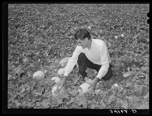 Ernest W. Kirk Jr., FSA (Farm Security Administration) client, examining his honeydew melons grown on his farm at Ordway, Colorado