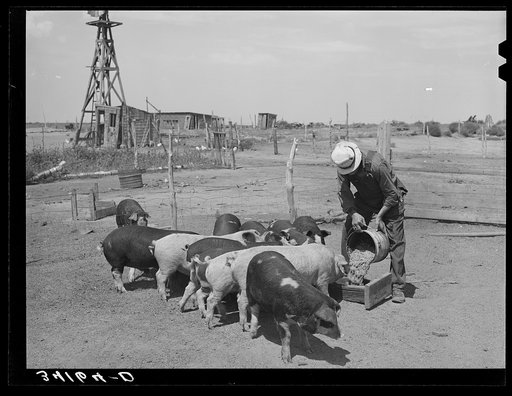 Mr. Bosley of the Bosley reorganization unit feeding his hogs on his farm in Baca County, Colorado