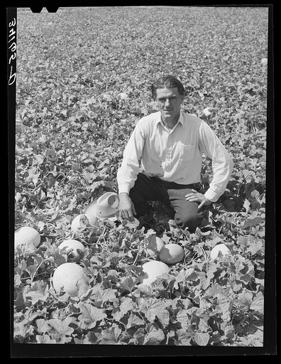 Mr. Ernest W. Kirk Jr., FSA (Farm Security Administration) client, with honeydew melons grown on his farm near Ordway, Colorado