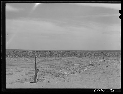 What soil conservation is doing in this section. Drifting sand in the foreground. In the background is to be seen a field of kaffir corn with cows grazing therein. Baca County, Colorado