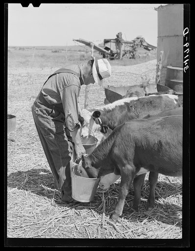 Mr. Bosley of reorganization unit, Baca County, Colorado, feeding calves. Livestock are a most essential part of the reorganization program