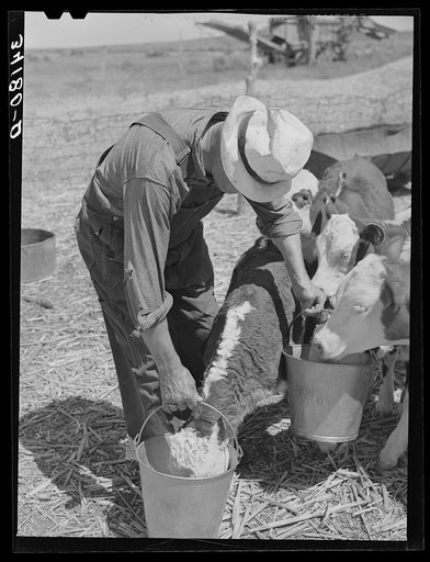 Mr. Bosley of reorganization unit, Baca County, Colorado, feeding calves. Livestock are a most essential part of the reorganization program