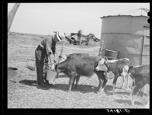 Untitled photo, possibly related to: Mr. Bosley of reorganization unit, Baca County, Colorado, feeding calves. Livestock are a most essential part of the reorganization program