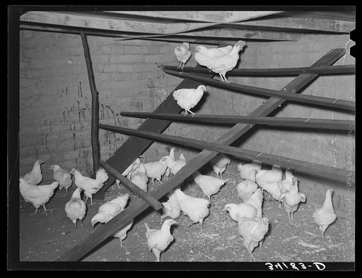 Scene in the adobe brick chicken house of Mr. Bosley, Bosley reorganization unit, Baca County, Colorado