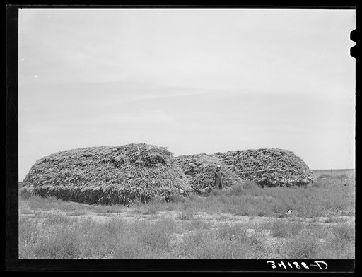 Plenty of feed has been stored for the winter on the Bosley reorganization unit. Baca County, Colorado