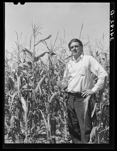 Ernest W. Kirk Jr., successful FSA (Farm Security Administration) client of Ordway, Colorado, standing in the midst of his field of hybrid corn