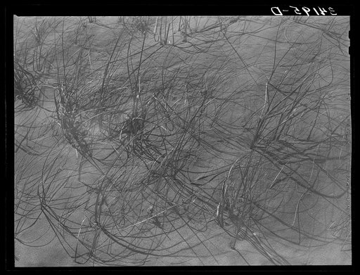 Grass trying to struggle through the drifting sand near Syracuse, Kansas