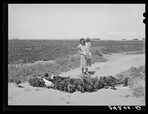 Mrs. Ernest W. Kirk Jr., wife of FSA (Farm Security Administration) client, feeding her chickens on farm near Ordway, Colorado