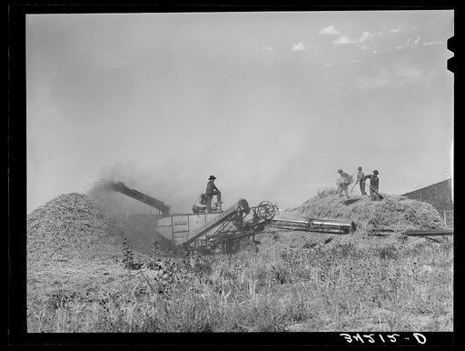 Threshing wheat near Questa, New Mexico