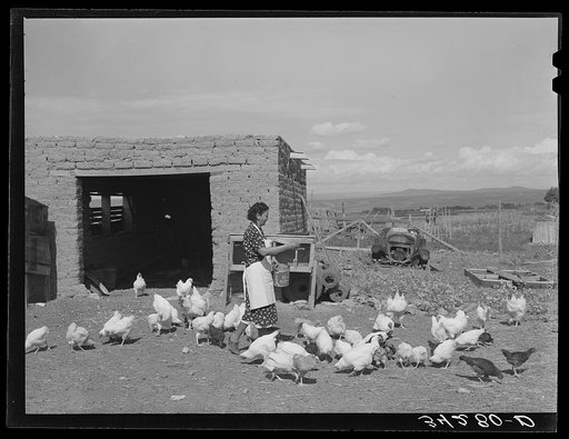 Spanish-American FSA (Farm Security Administration) client feeding her chickens near Taos, New Mexico