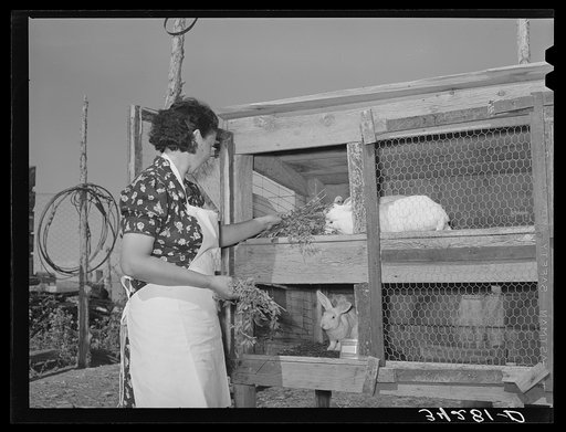 Spanish-American FSA (Farm Security Administration) client feeding her rabbits near Taos, New Mexico