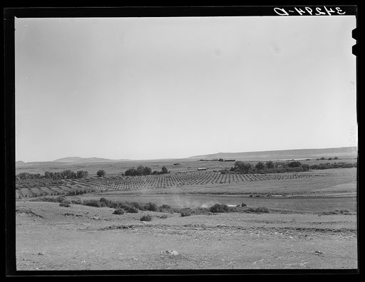 Orchard in Mora River Valley near Mora, New Mexico